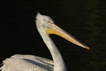 A Dalmatian Pelican, Pelecanus crispus, swimming on a lake at Arundel wetland wildlife reserve.	