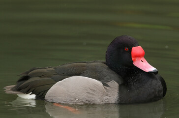 A beautiful Rosy-billed Pochard, Netta peposaca, swimming on a pond at Slimbridge wetland wildlife reserve.	