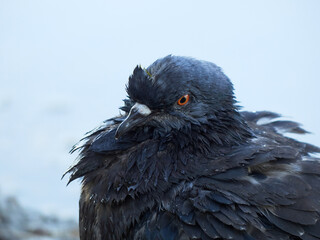 City pigeon. Urban pigeon.