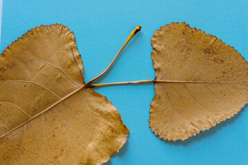 two autumn poplar leaves on blue paper up close