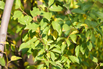 American plum leaves closeup view with selective focus on foreground