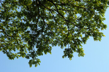 leaves against blue sky