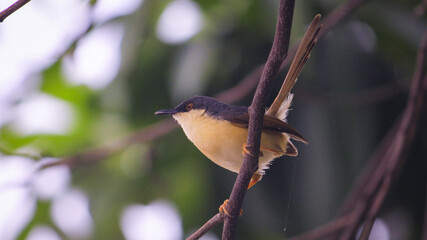 BIRD ON A BRANCH