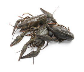 Many fresh raw crayfishes on white background