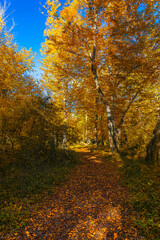 Fototapeta premium Autumn colors in the forest in November
