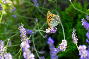 Silver-washed Fritillary butterfly (Argynnis paphia) sitting on lavender in Zurich, Switzerland