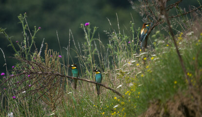 Colorful bee-eater in nature