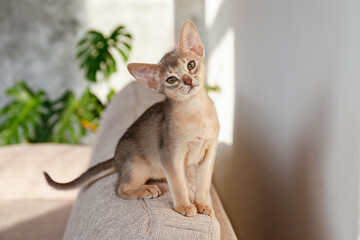Two month old blue-grey abyssinian cat at home. Beautiful purebred short haired kitten on in living room. Close up, copy space, background.