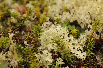 moss