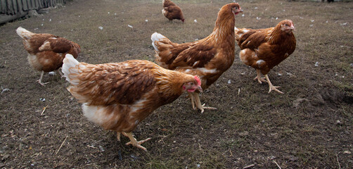 chickens looking for food on path at backyard of country house