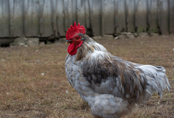 Grey and white feathered cockerel standing upright and showing his chest on the farm