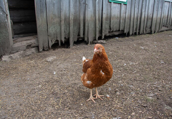 full body of brown chicken hen standing on the background of a barn use for farm animals and livestock theme