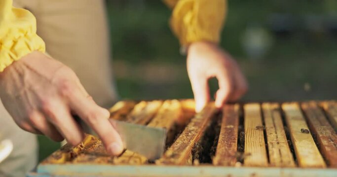 A beekeeper working in the middle of the woods at the apiaries leans over the hive, distributing honey-stained beeswax frames with beautiful bees working on them, pulls out honeycombs