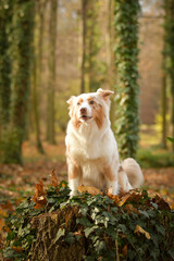 Naklejka na ściany i meble Australian shepherd is barking in the leaves in the forest. Autumn photoshooting in park.