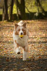 Australian shepherd is runing in the leaves in the forest. Autumn photoshooting in park.