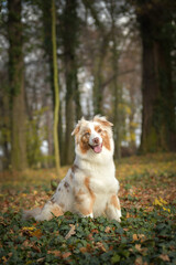 Australian shepherd is sitting in the forest. It is autumn portret. © doda