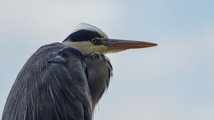Graureiher (Ardea cinerea) Nahaufnahme
