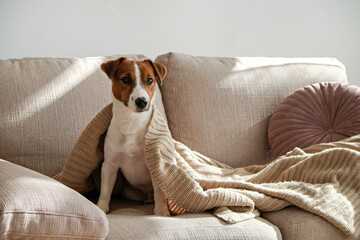 Curious Jack Russell Terrier puppy looking at the camera busking in the sunlight. Adorable doggy...