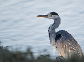 Graureiher (Ardea cinerea) in einem Fluss