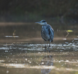 Graureiher (Ardea cinerea) in einem Fluss