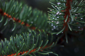 blue fir branch with water drops close up