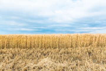 Wheat flied panorama with blue sky