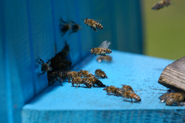 Bees swarming around a bee-entrance of a hive