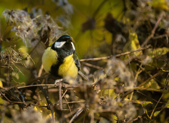 Kohlmeise (Parus major) im Herbst