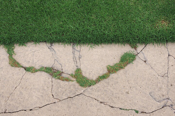 Edge of a grass area and a concrete sidewalk along with fresh grass growing through the cracks in the concrete