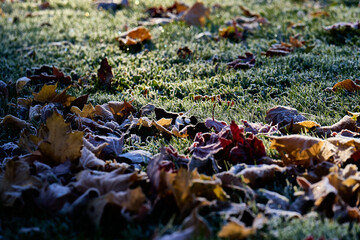 Fallen leaves during the fall and covered with a layer of frost over the grass and sun reflections