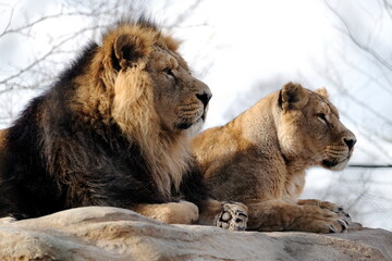 Male and female Asian lions, Chester Zoo, UK. © Luigi Petro