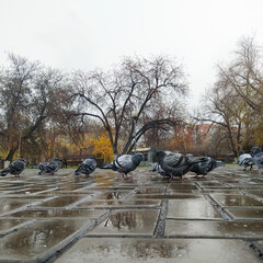 urban gray pigeons on wet asphalt pavement in public park. city ​​birds. Pigeons and squares and parks. Rainy weather. Drizzling rain.
