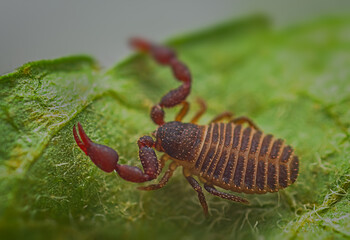 Close up macro image of a tiny Pseudoscorpion