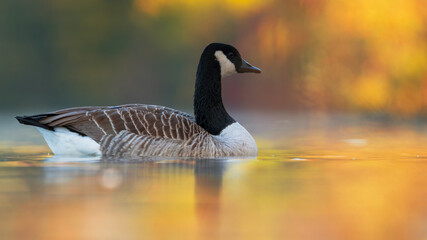 Kanadagans (Branta canadensis) an einem Fluss im Herbst
