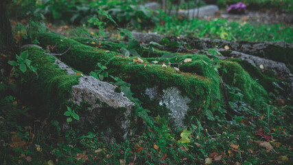 old stone granite fence columns from abandoned grave place in Latvia cemetery