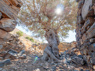 Old olive tree in Greece