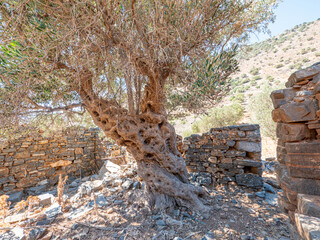 Old olive tree in Greece