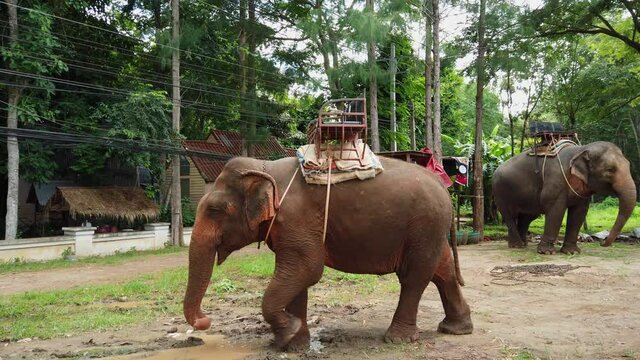 PAK CHONG, THAILAND - Aug 22, 2020: Close up footage of this individual with a carriage on its back going to the left, Indian Elephant, Elephas maximus indicus, Thailand