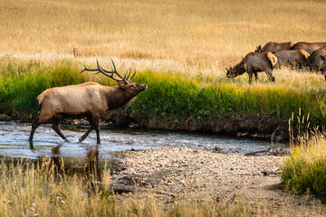 Bull elk at the creek
