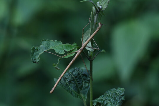 Stick Insect, Phasmatodea, Kaeng Krachan National Park