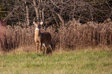 White-tailed deer buck  (odocoileus virginianus) standing alert in a Wausau, Wisconsin hayfield in November
