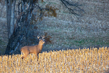 White-tailed deer buck  (odocoileus virginianus) standing in a Wisconsin cornfield in November