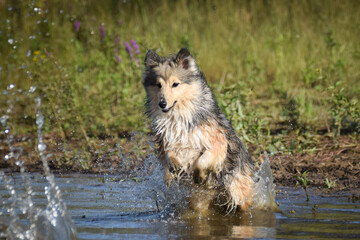 Sheltie is running in the water. It was autumn photo workshop.