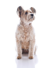 A sitting mixed breed dog looking away from camera, isolated on white with reflection in foreground.