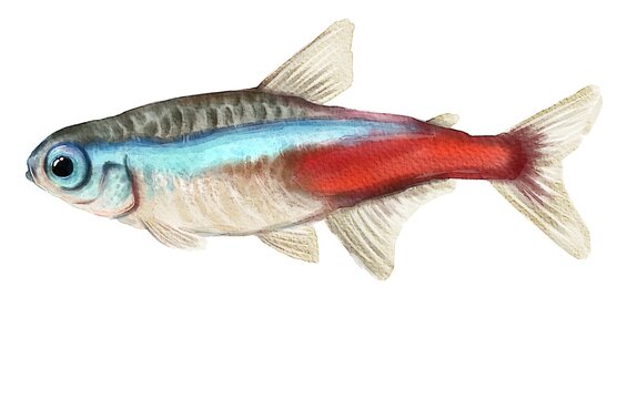 Neon Tetra, watercolor fish, digital painting, animal.
