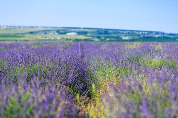 Fototapeta na wymiar Beautiful violet aroma lavender field