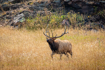 Naklejka na ściany i meble Bull elk at the creek