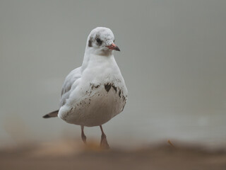 Lachmöwe (Chroicocephalus ridibundus), Nahaufnahme