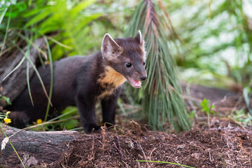 American Pine Marten (Martes americana) Kit Mouth Open Under Wood and Ferns Summer