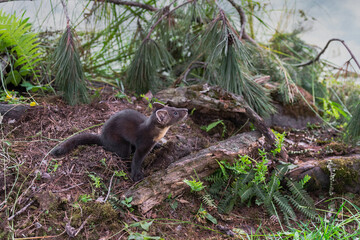 American Pine Marten (Martes americana) Kit Looks Up to Right From Ground Summer